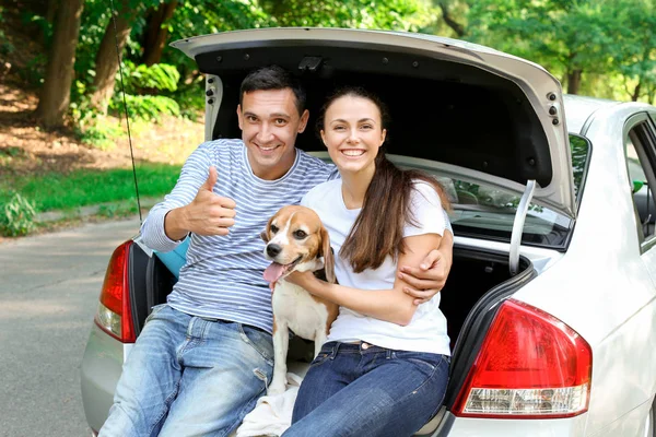자동차 트렁크에 귀여운 강아지와 — 스톡 사진