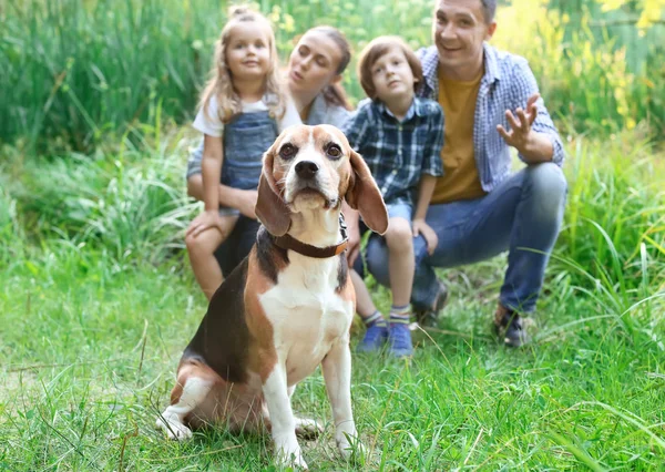 かわいいビーグル犬公園で幸せな家族 — ストック写真