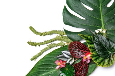 Taze tropikal yaprak ve çiçek beyaz arka plan üzerinde ile kompozisyon