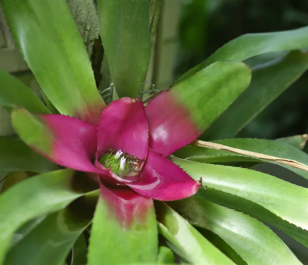Exotic Tropical Plant Closeup — Stock Photo, Image