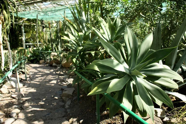 Different Exotic Plants Greenhouse Botanical Garden — Stock Photo, Image