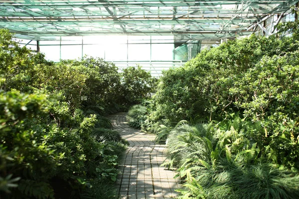 Greenhouse Exotic Plants Botanical Garden — Stock Photo, Image