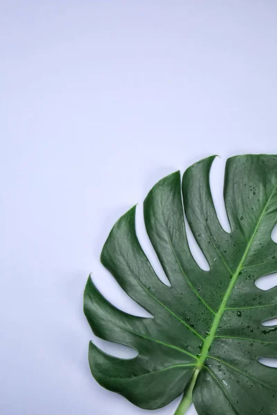 Färska Tropiska Monstera Blad Färgbakgrund — Stockfoto