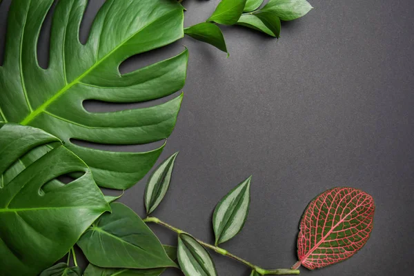 Composition Fresh Tropical Leaves Grey Background — Stock Photo, Image