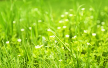 Taze yeşil çim açık havada