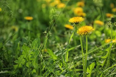 Bahar gününde güzel sarı karahindiba