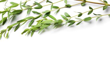 Beyaz arka plan üzerinde tropikal bitki dalları