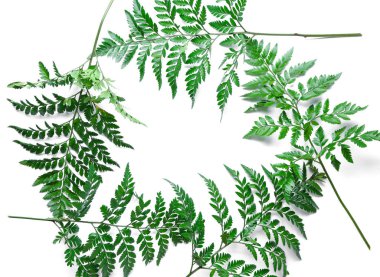 Çerçeve taze tropikal yapılan beyaz arka plan üzerinde bırakır