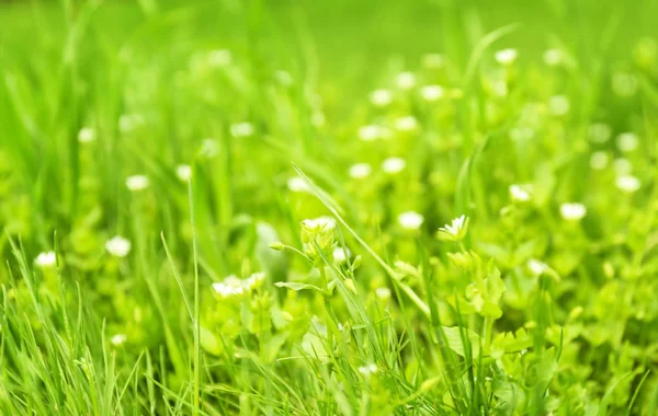 Fresh Green Grass Outdoors — Stock Photo, Image