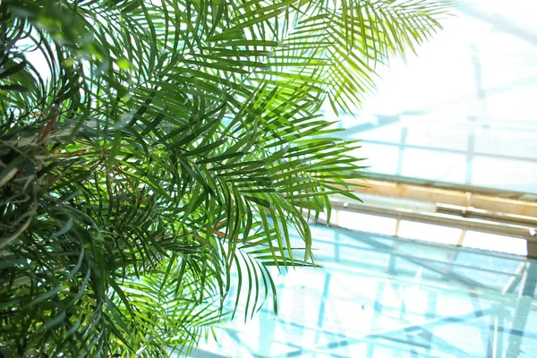 Palmier Tropical Dans Jardin Botanique — Photo
