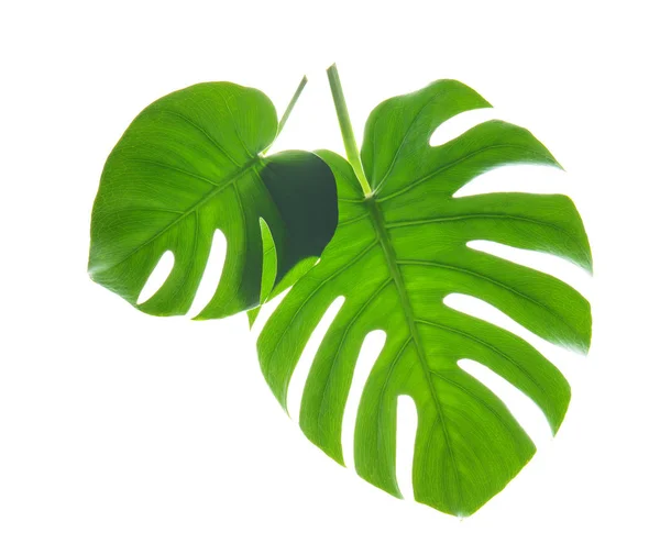Fresh Tropical Monstera Leaves White Background — Stock Photo, Image
