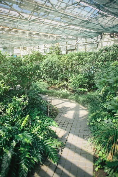 Different Exotic Plants Greenhouse Botanical Garden — Stock Photo, Image