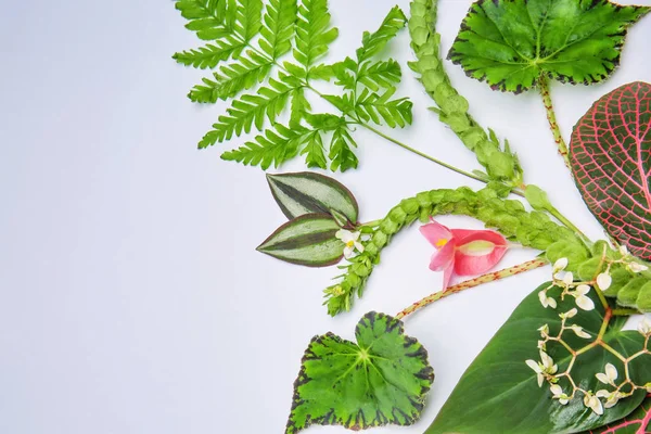 Composition Avec Des Feuilles Tropicales Fraîches Des Fleurs Sur Fond — Photo