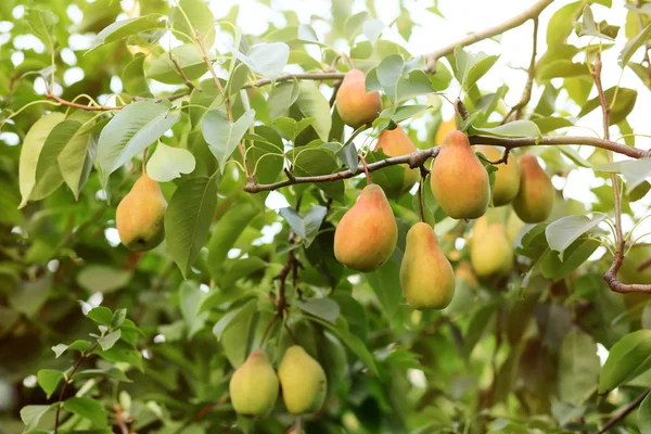 Pêras Suculentas Maduras Galhos Árvore Jardim — Fotografia de Stock