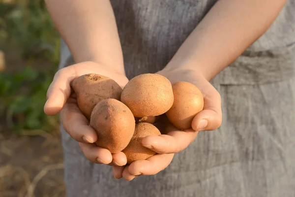 Woman holding raw potatoes in garden, closeup