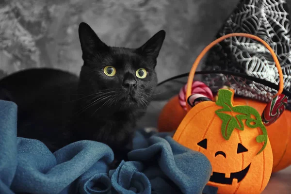Cute Black Cat Halloween Decor Grey Wall — Stock Photo, Image