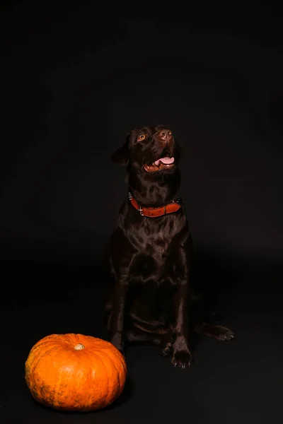 Söt Hund Och Halloween Pumpa Mörk Bakgrund — Stockfoto