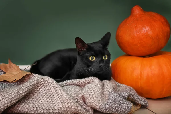 Cute Black Cat Halloween Pumpkins Color Wall — Stock Photo, Image