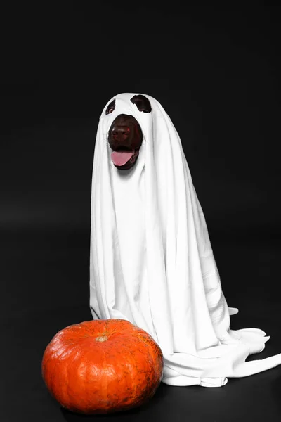 Lindo Perro Traje Fantasma Calabaza Halloween Sobre Fondo Oscuro —  Fotos de Stock