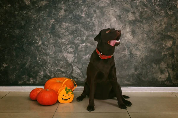 Lindo Perro Calabazas Halloween Cerca Pared Gris — Foto de Stock