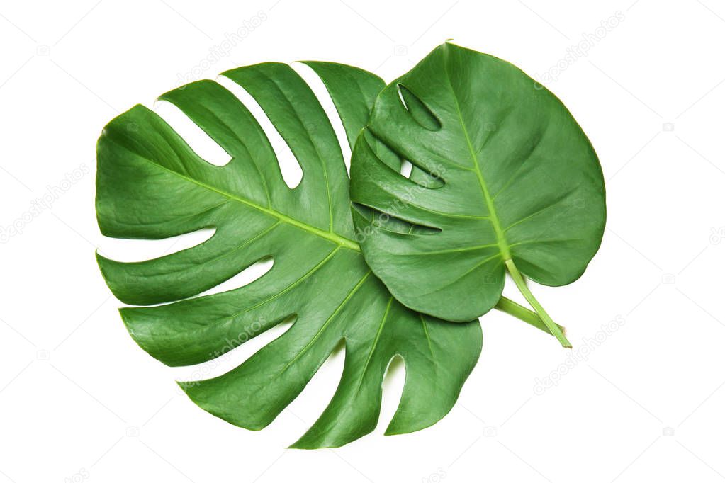 Fresh tropical monstera leaves on white background