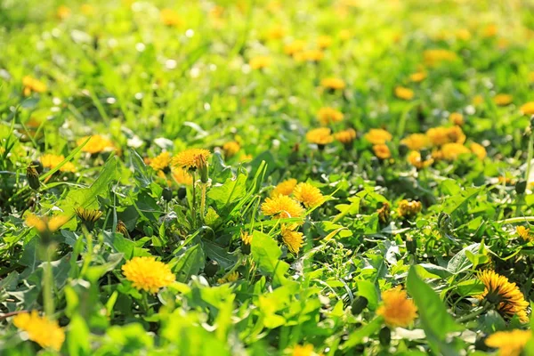 Beautiful Yellow Dandelions Spring Day — Stock Photo, Image