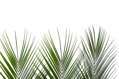 Beyaz arka plan üzerinde taze tropikal palmiye yaprakları