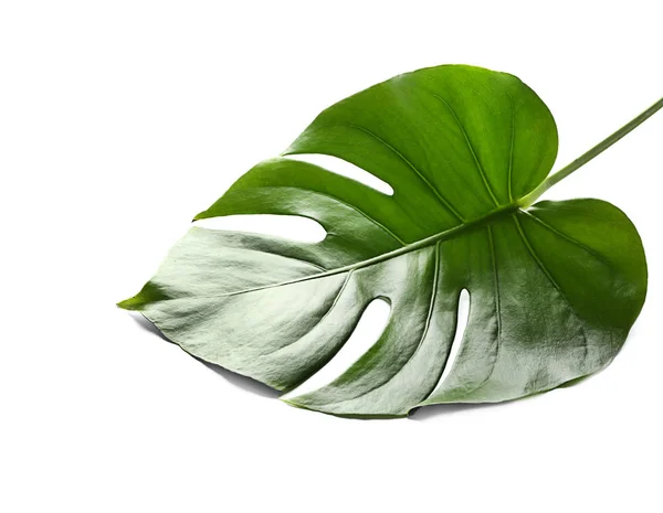 Folha Monstera Tropical Fresca Sobre Fundo Branco — Fotografia de Stock