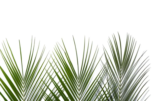 白色背景的新鲜热带棕榈叶 — 图库照片