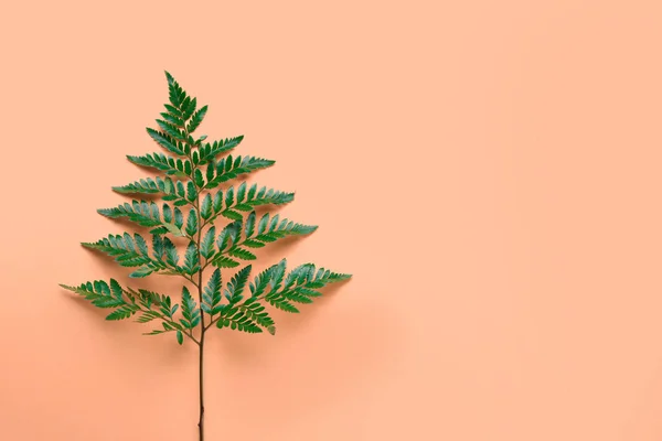 Färska Tropiska Löv Färgbakgrund — Stockfoto