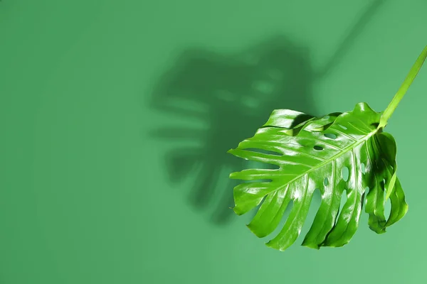 Fresh Tropical Leaf Color Background — Stock Photo, Image