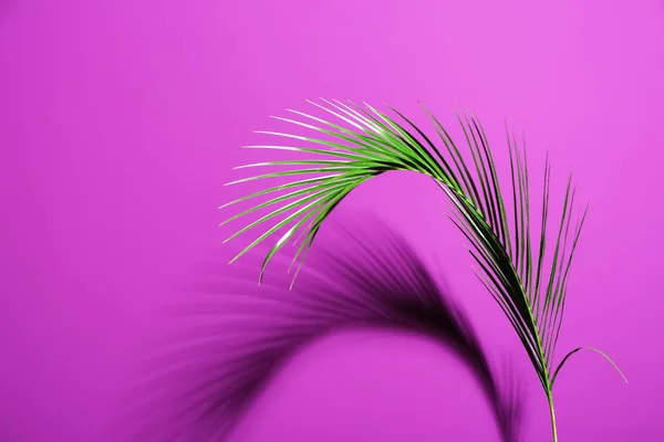 Hoja Palma Tropical Fresca Sobre Fondo Color —  Fotos de Stock