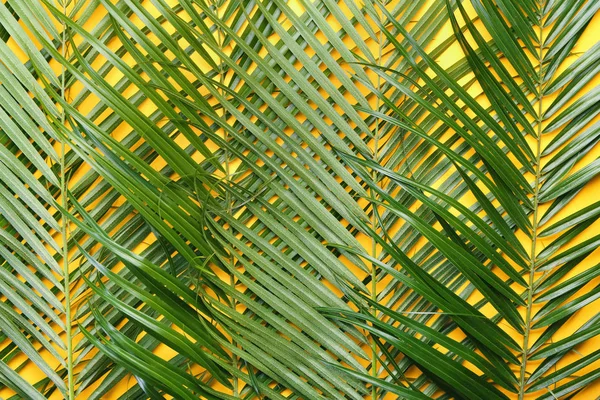 Tropiska Palmblad Färgbakgrund — Stockfoto