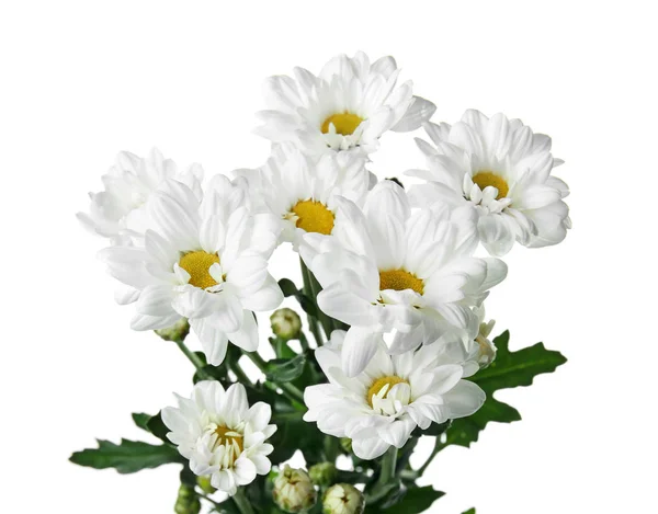 Beautiful Chrysanthemum Flowers White Background — Stock Photo, Image