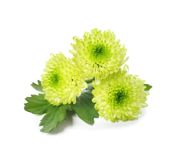 Beautiful Chrysanthemum Flowers White Background — Stock Photo, Image