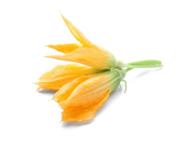 Beyaz arkaplanda kabak çiçeği