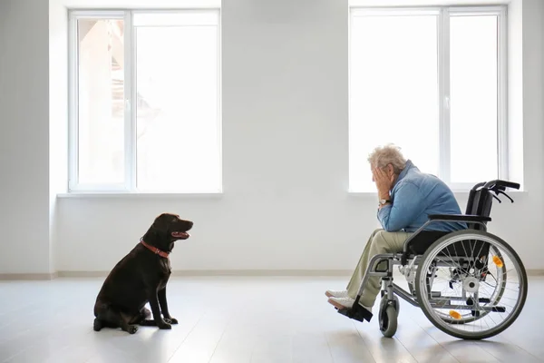 Deprimerad Senior Kvinna Rullstol Och Hennes Hund Inomhus — Stockfoto