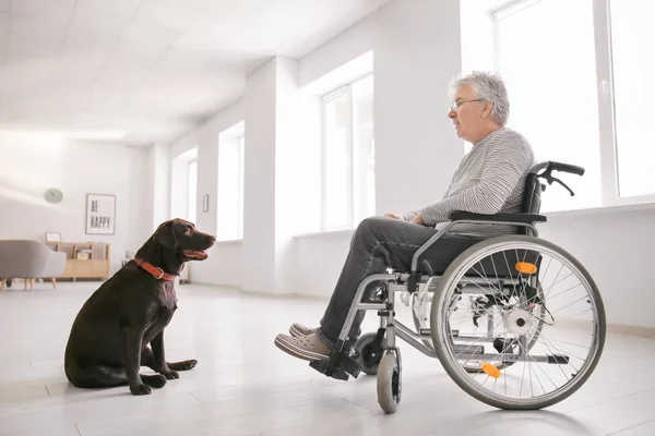 Hombre Mayor Silla Ruedas Con Perro Casa —  Fotos de Stock