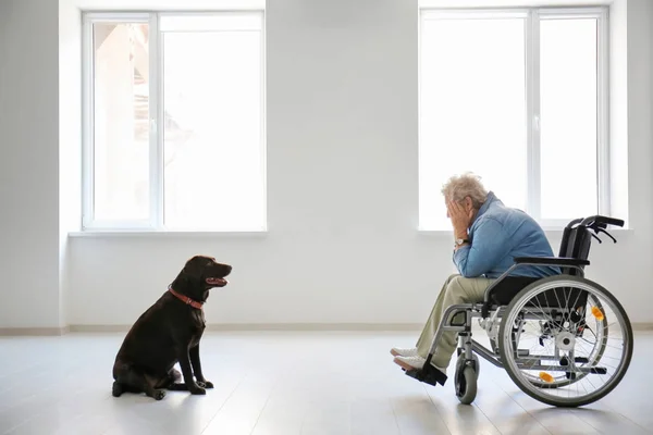 Depressed Senior Woman Wheelchair Her Dog Indoors Stock Picture