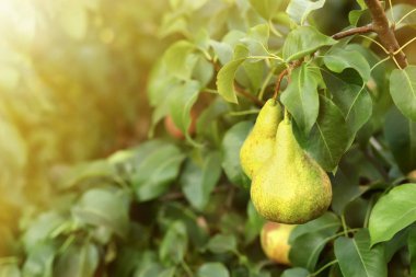 Bahçedeki ağaç dalında olgun sulu armutlar
