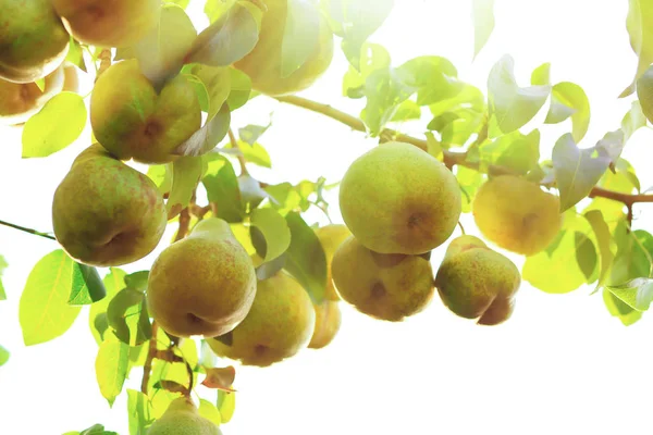Ripe Juicy Pears Tree Branch Garden — Stock Photo, Image