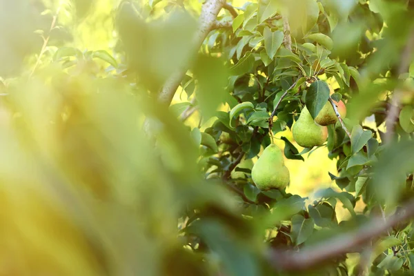 Green Tree Juicy Pears Garden — Stock Photo, Image