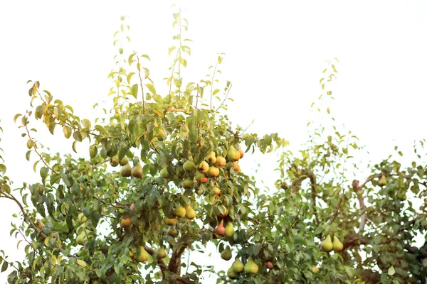 Green Tree Juicy Pears Garden — Stock Photo, Image