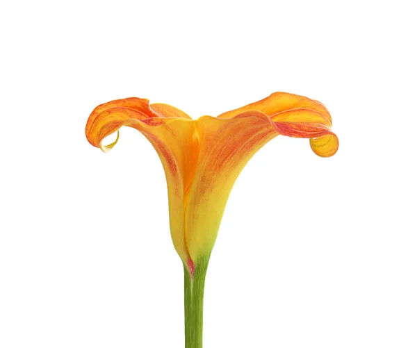 Gyönyörű Trópusi Virág Fehér Háttér — Stock Fotó