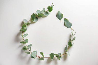 Çerçeve ile okaliptüs dalları beyaz zemin üzerine yapılmış