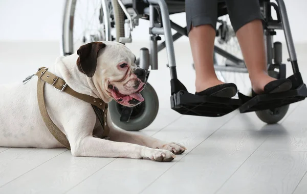 Young woman in wheelchair with service dog indoors