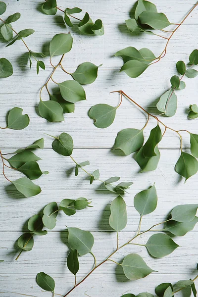 Branches Eucalyptus Avec Des Feuilles Fraîches Sur Table Bois Clair — Photo