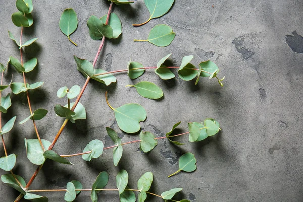Eucalyptus Branch Fresh Green Leaves Grey Background — Stock Photo, Image