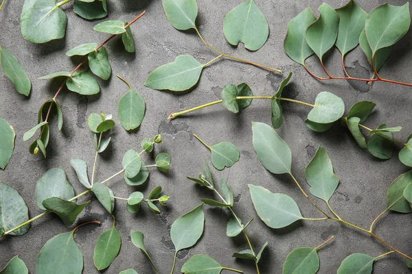 Branches Eucalyptus Avec Des Feuilles Vertes Fraîches Sur Fond Gris — Photo