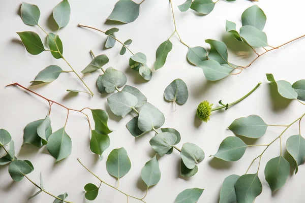 Eucalyptus Branches Fresh Leaves Flower White Background — Stock Photo, Image